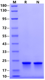 FGF-18 Protein, Rat