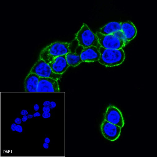 EpCAM/CD326 Recombinant Rabbit mAb (Alexa Fluor® 488 Conjugate) (S-1009-76)