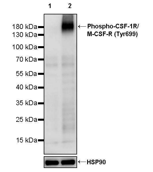 Phospho-CSF-1R/M-CSF-R (Tyr699) Recombinant Rabbit mAb (S-3553)