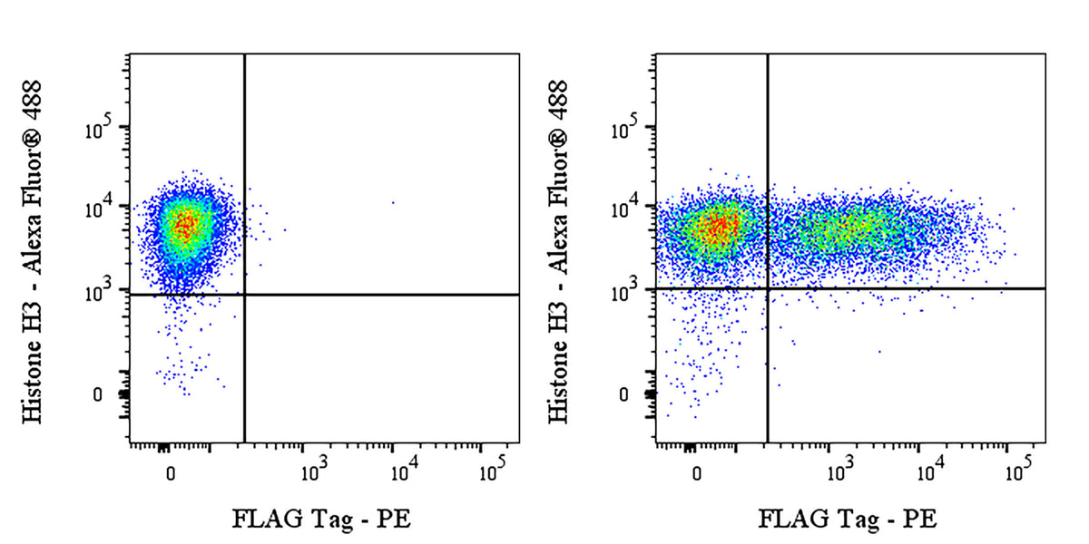 FLAG Tag Recombinant Rabbit mAb (PE Conjugate) (S-SC044)