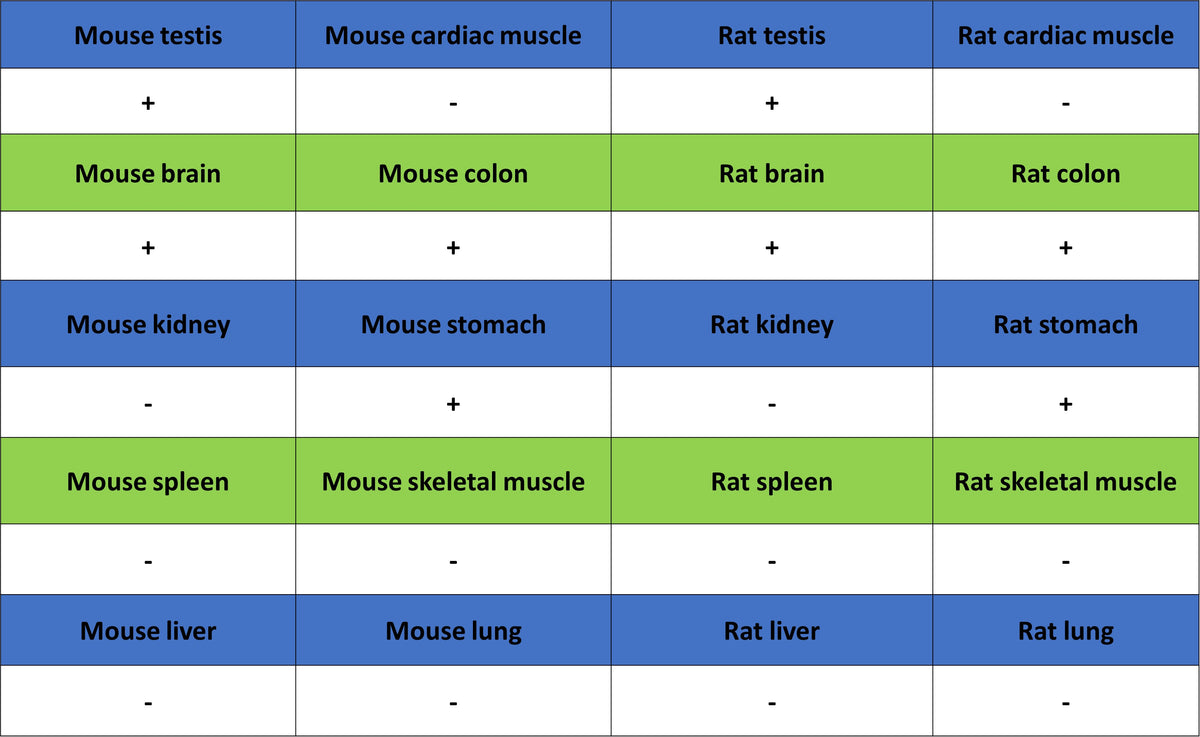 PGP9.5 Recombinant Mouse mAb (S-6071)