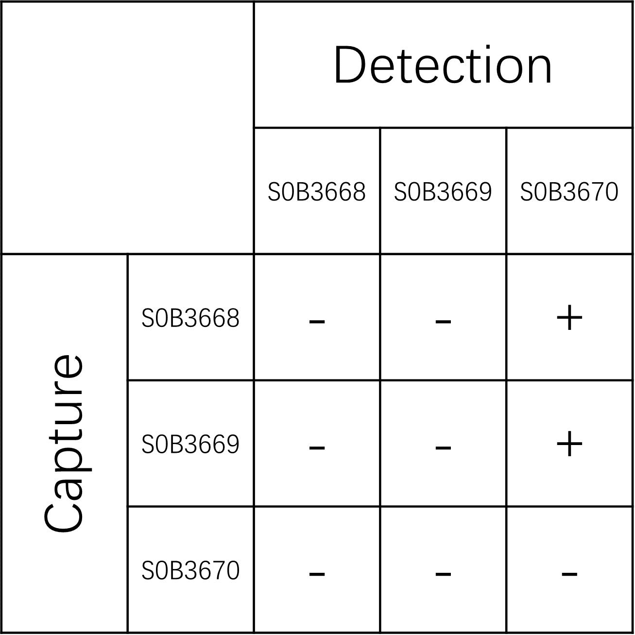 CCL4 Recombinant Rabbit mAb (SDT-2174-206)