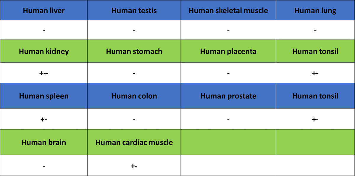 IFIT2 Recombinant Rabbit mAb (S-6029)