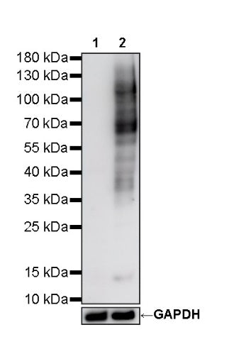 S-RMabMixTM Crotonyllysine Rabbit mAb