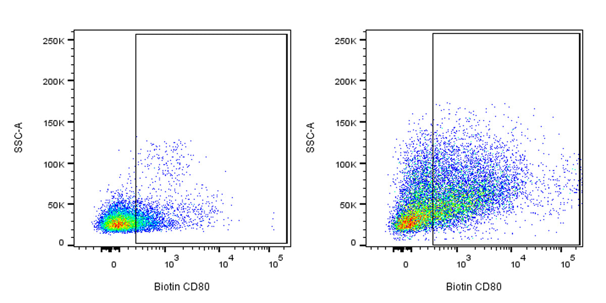 Biotin Armenian hamster Anti-Mouse CD80 Antibody (16-10A1)