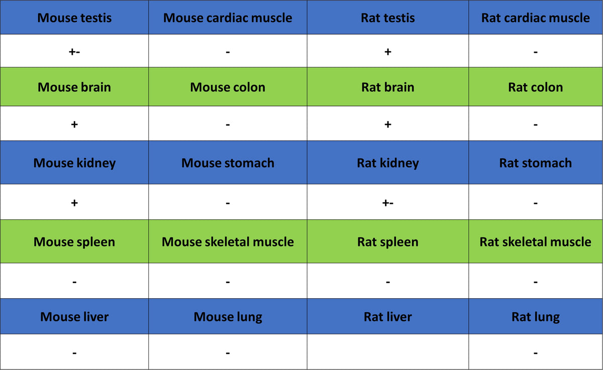 STK39 Recombinant Rabbit mAb (S-3630-15)