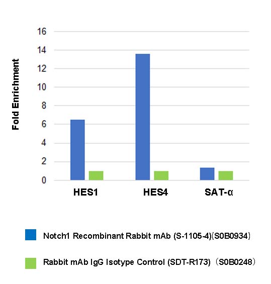 Notch1 Recombinant Rabbit mAb (S-1105-4)