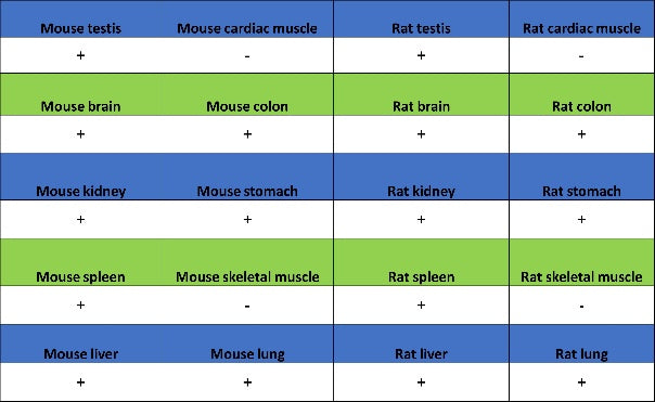 Sec61B Recombinant Rabbit mAb (S-4499-3)