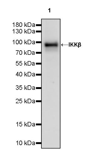 IKKβ Recombinant Rabbit mAb (S-1147-227)