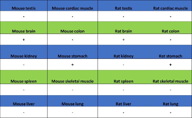 p35/25 Recombinant Rabbit mAb (S-2719-47)