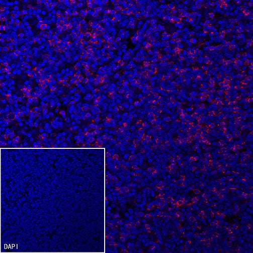 CD8α Mouse mAb (Alexa Fluor® 555 Conjugate) (SDT-1036-34)