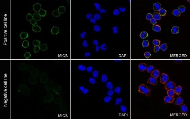 MICB Recombinant Rabbit mAb (S-1472-102)