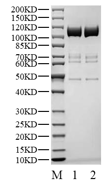 PKN1 His&Flag&Avi Tag Protein, Human