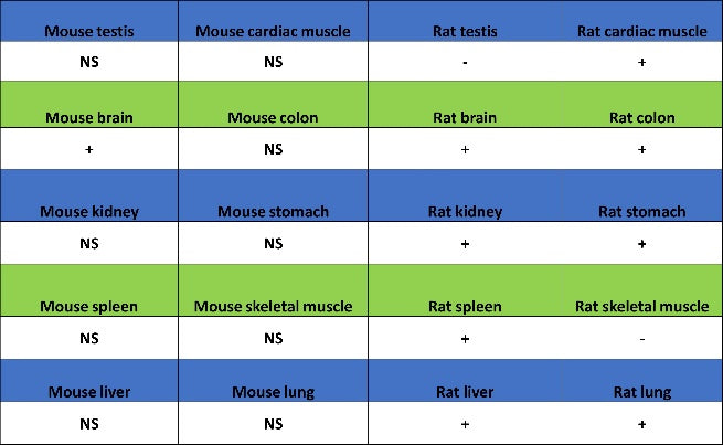 MeCP2 Recombinant Rabbit mAb (S-1884-28)