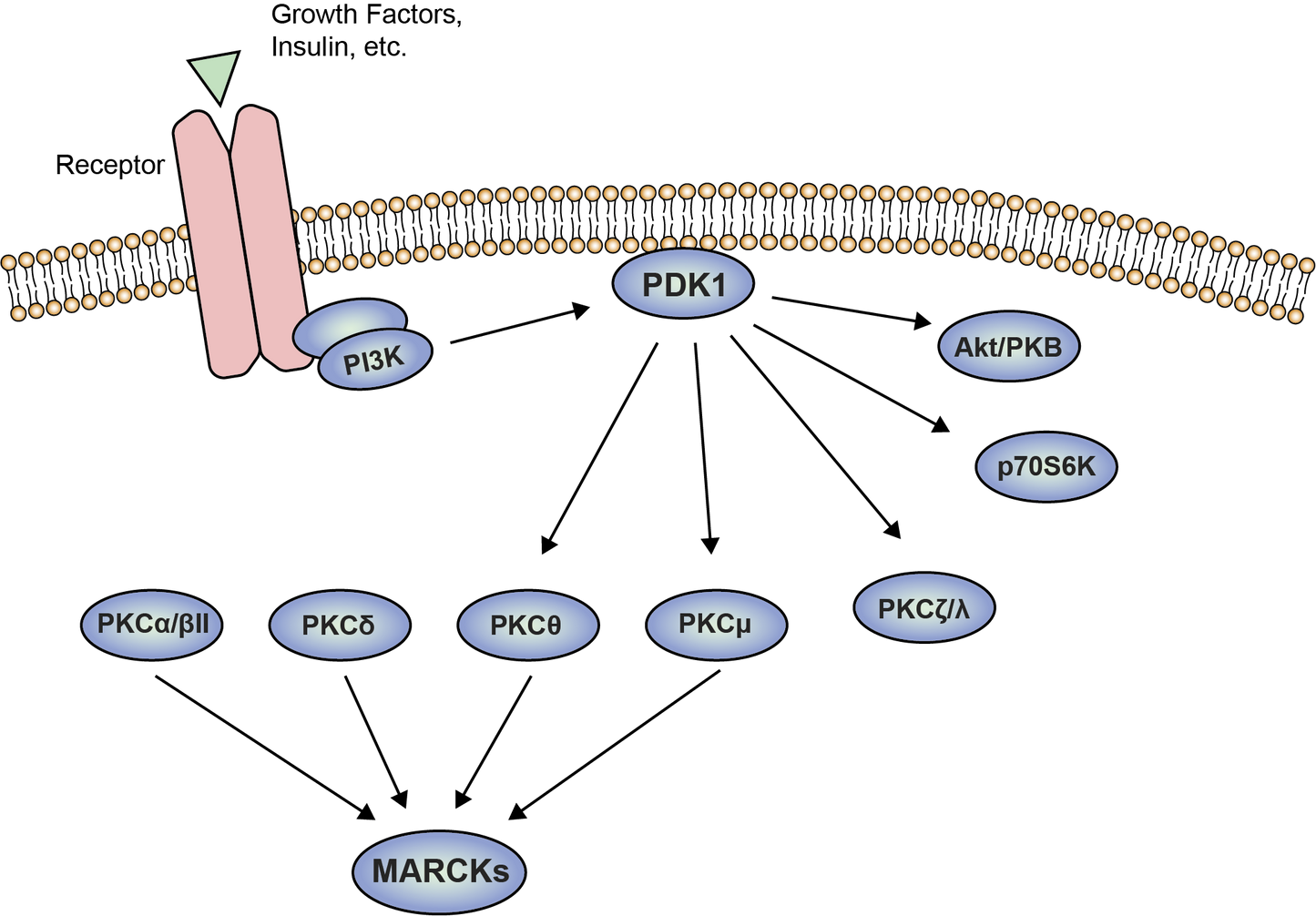 Protein kinase C Antibody MiniAb Set