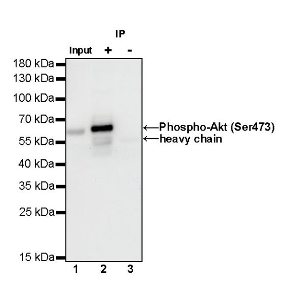 Phospho-Akt (Ser473) Recombinant Rabbit mAb (S-510-64)