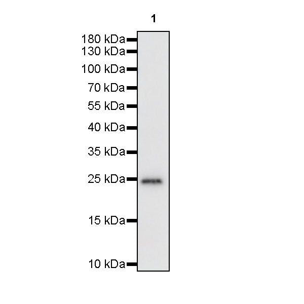 Product image media