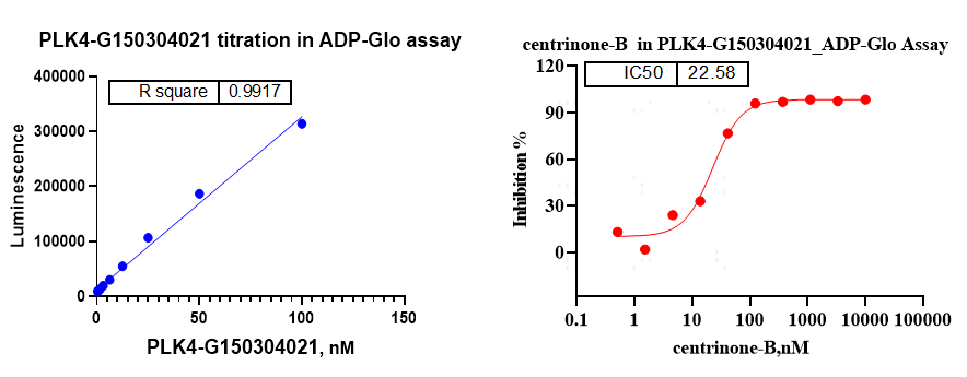 PLK4 GST&Flag Tag Protein, Human