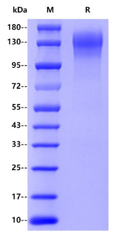 Mouse CD45, his tag