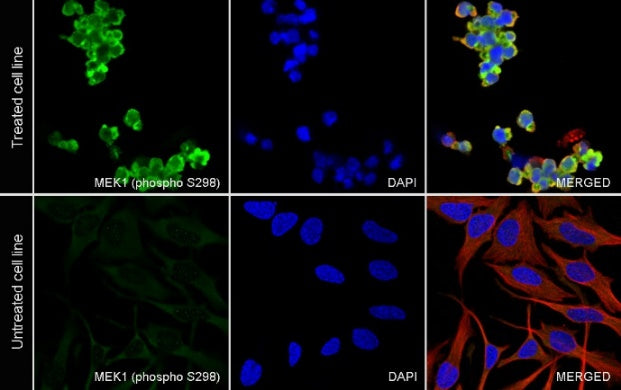 Phospho-MEK1 (Ser298) Recombinant Rabbit mAb (S-2487-19)