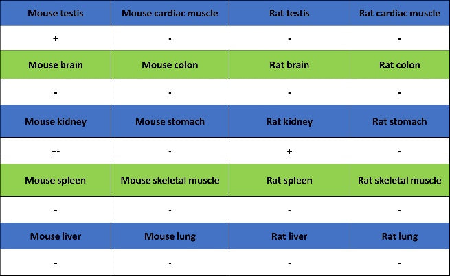 MYO7A Recombinant Rabbit mAb (S-2284-21)