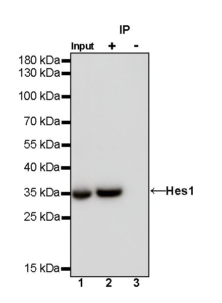 Hes1 Recombinant Rabbit mAb (S-780-211)