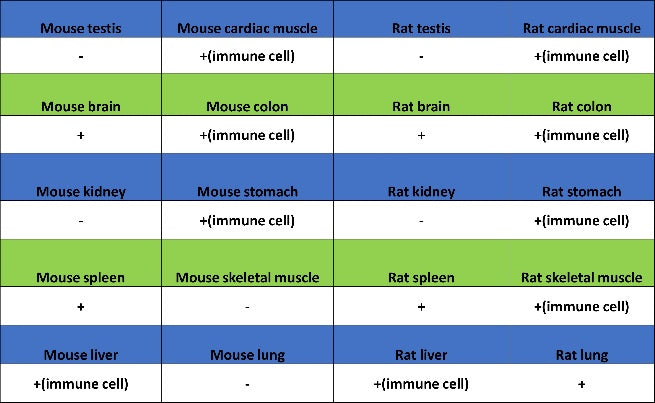 TCF-4 Recombinant Rabbit mAb (SDT-2549-4)
