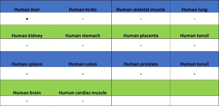 ASGR2 Recombinant Rabbit mAb (SDT-2059-47)