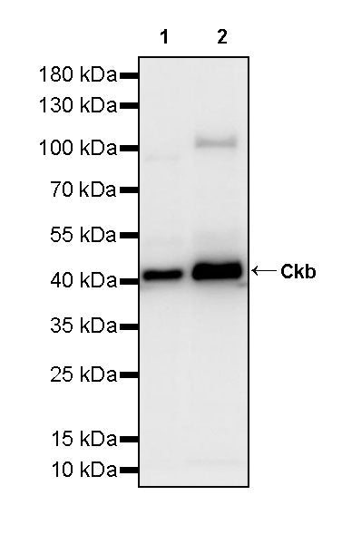 Ckb Rabbit Polyclonal Antibody