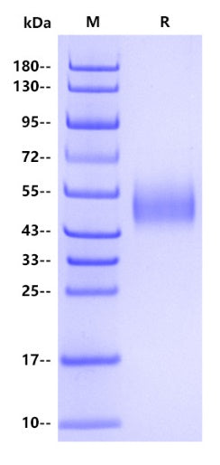Felis catus CD64 Protein, His Tag