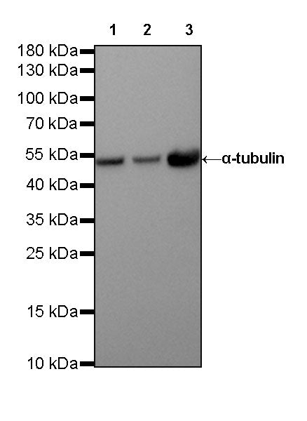 α-tubulin Recombinant Rabbit mAb (SDT-R091)