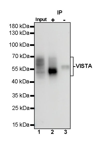 VISTA Recombinant Rabbit mAb (S-1013-5)