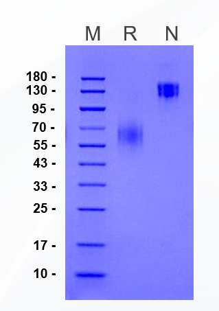 CD300a/LMIR1 Fc Chimera Protein, Human