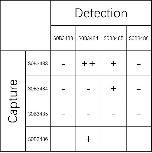 IL-3 Recombinant Rabbit mAb (SDT-836-159-2)
