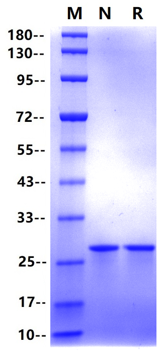 Apolipoprotein A-I/APOA1 Protein His Tag, Human