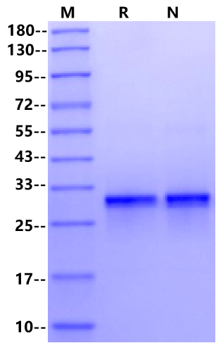 FGF-12 Protein, Mouse/Rat