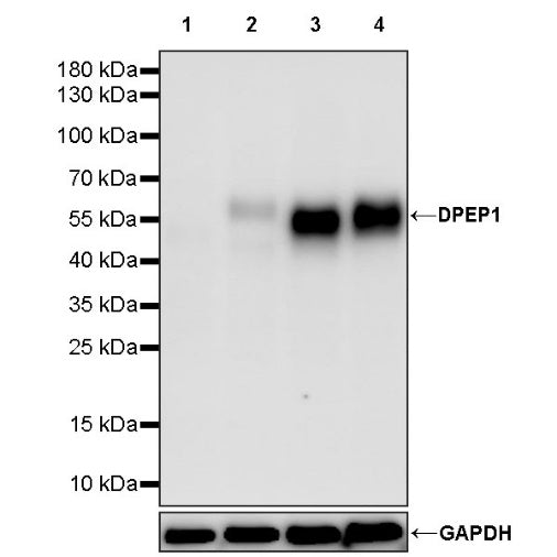 DPEP1 Recombinant Rabbit mAb (S-740-249)