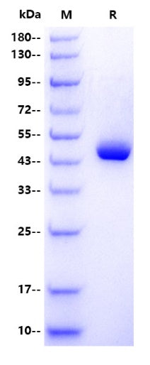 TNFSF13B/BAFF/CD257 hFc Tag Protein, Human