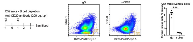 Invivo Recombinant anti-mouse CD20 antibody