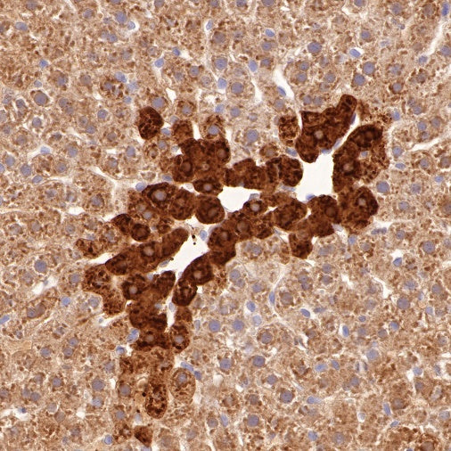 Glutamine Synthetase (GS) Recombinant Rabbit mAb (SDT-549-25)