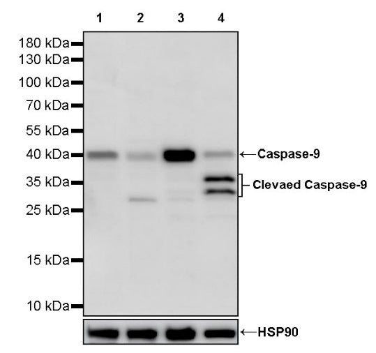 Caspase-9 Recombinant Rabbit mAb (S-789-172)