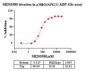 p38β(MAPK11) Protein