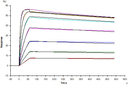 PD-L1 Recombinant Rat mAb, F(ab')₂ Fragment (SDT-R072)
