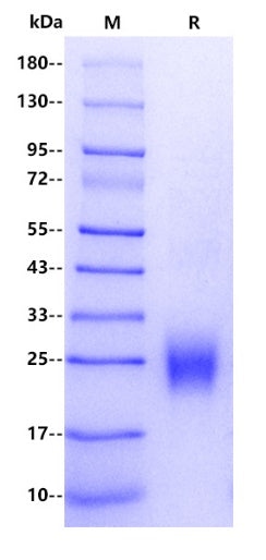 Human SV2A Protein, His Tag