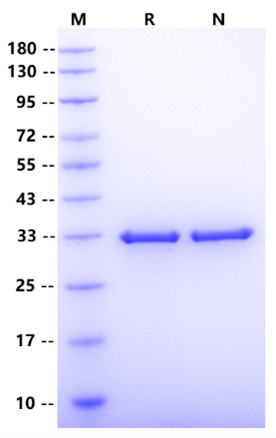 Biotin Labeling for Avitag Protein