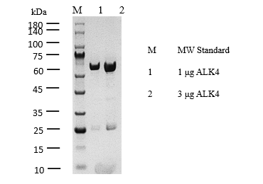 ALK4 Protein