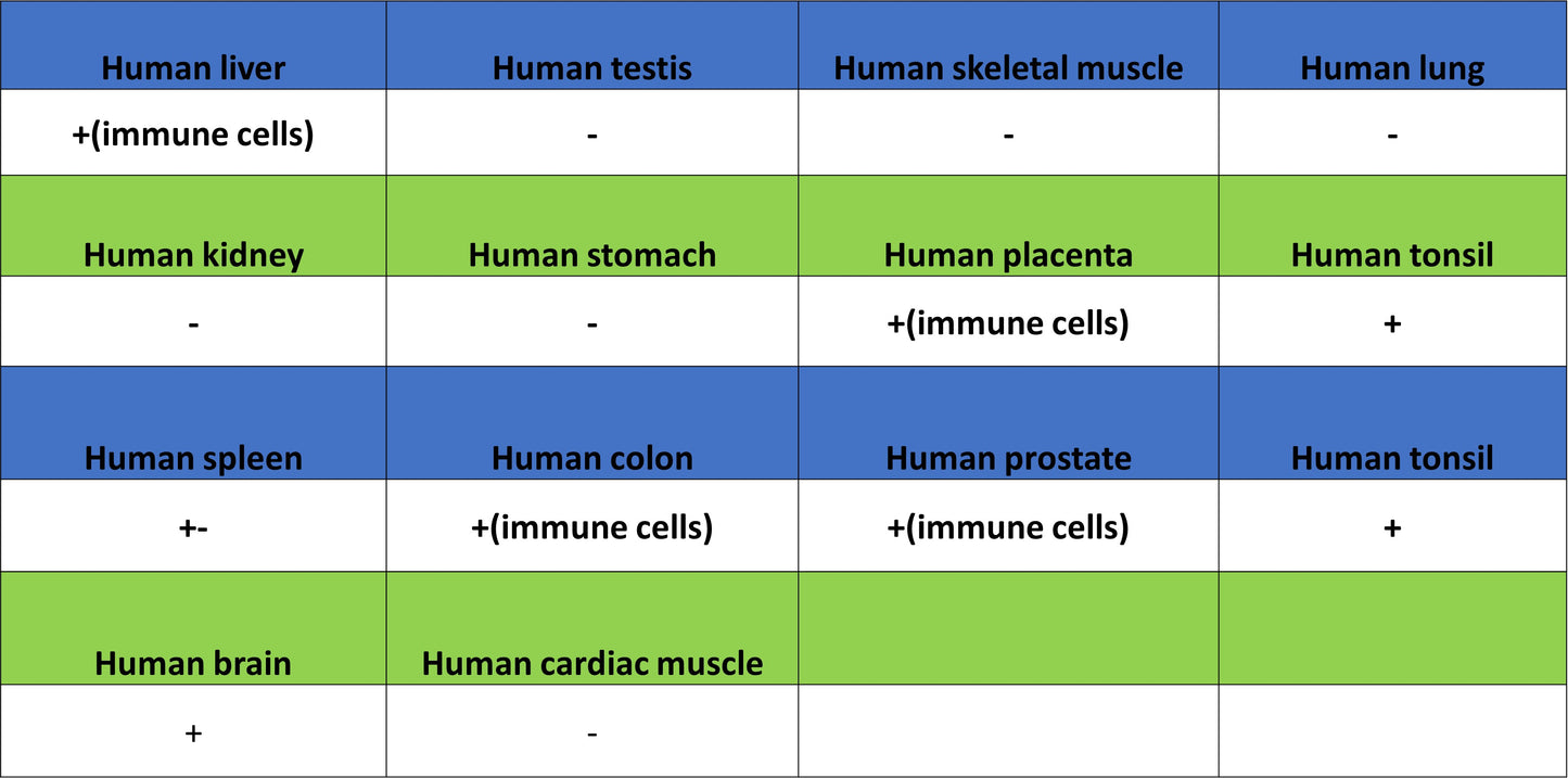 LILRB1 Recombinant Rabbit mAb (S-5001)