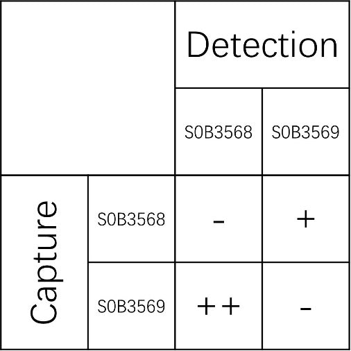 SHBG Recombinant Rabbit mAb (SDT-1615-256)