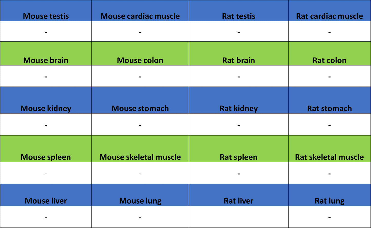 CHX10 Recombinant Rabbit mAb (S-3940-13)