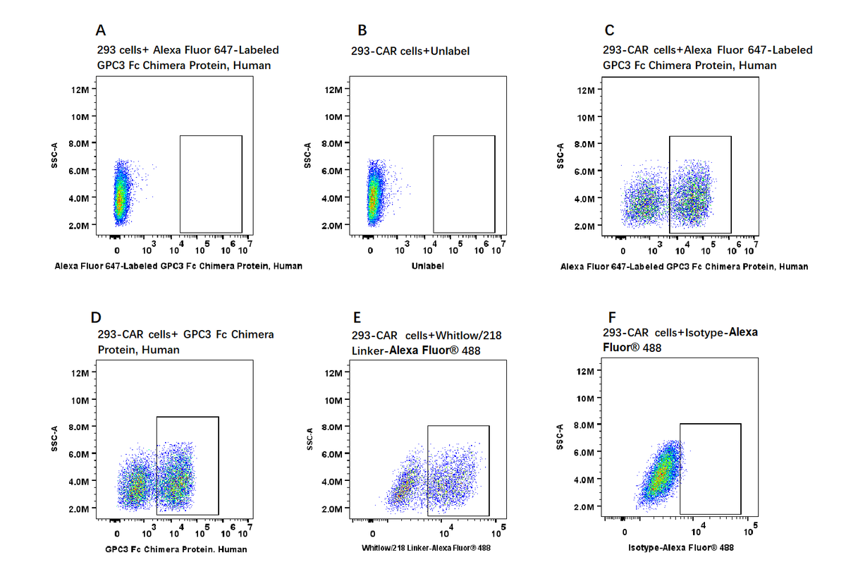 Alexa Fluor 647-Labeled GPC3 Fc Chimera Protein, Human